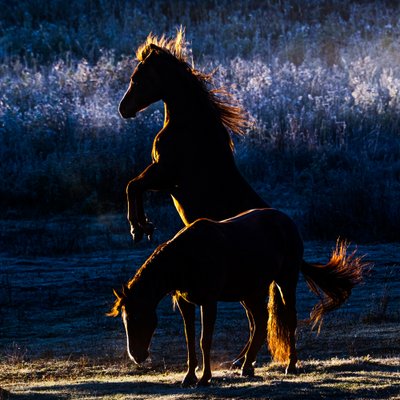 Horses by Chuanxu Ren