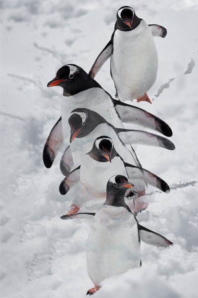 Penguins in Snow by Chuanxu Ren