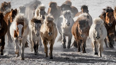 Wild Horses Charge by Chuanxu Ren
