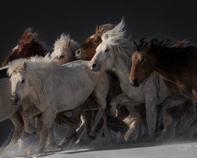 Wild Horses Running by Chuanxu Ren