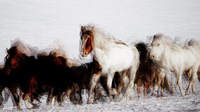 Wild Horses in Winter Motion by Chuanxu Ren