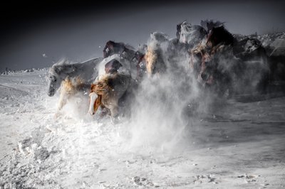 Winter Horse Stampede by Chuanxu Ren