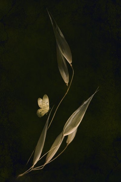 Dark Botanical Butterfly by Cicek Kiral