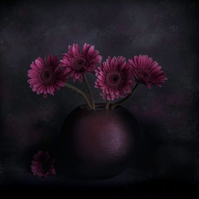 Dark Gerbera Still Life by Cicek Kiral