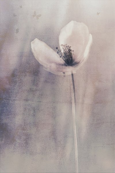 Delicate Butterfly Bloom by Cicek Kiral