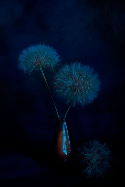 Ethereal Dandelion Glow by Cicek Kiral