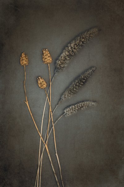 Rustic Dried Botanicals by Cicek Kiral