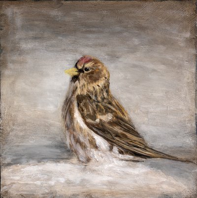 Calm Winter Redpoll by Claire Lerner