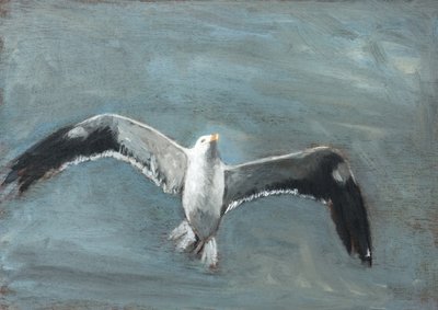 Soaring Grey Seagull by Claire Lerner