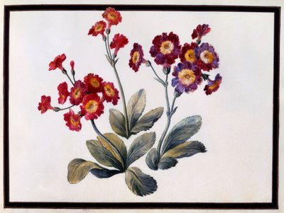 Auricula, c. 1690 by Claude Aubriet