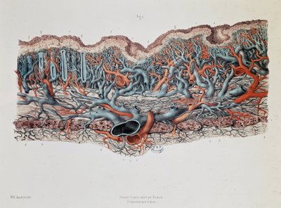 Macroscopic anatomy of the mucous membranes of the intestine, Claude Bernard, Bibl. of the faculty of medicine by Claude Bernard