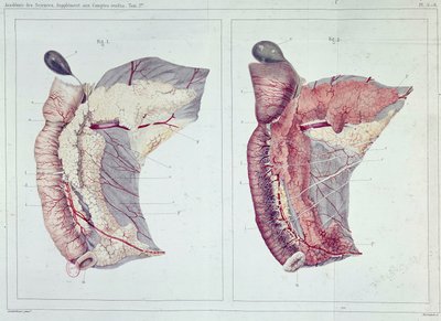 Memoir on the Pancreas by Claude Bernard