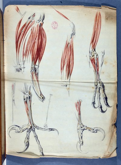 Anatomy of an Eagle