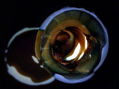 Golden Swirl Glow by Claudio Boczon