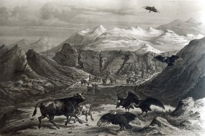 Calf being attacked by the Condors, from 
