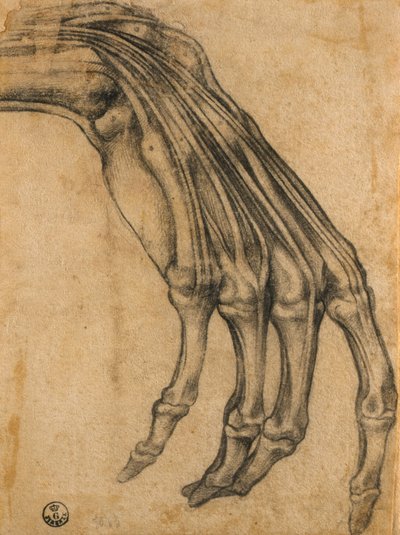 Anatomical Study of a Hand by Clemente Bandinelli