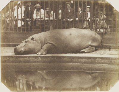 Obaysch, the Hippopotamus, London Zoo by Comte de Montizón Don Juan