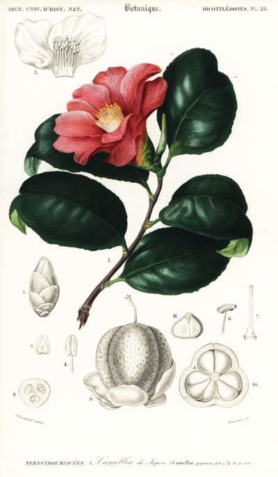 Japanese Camellia, Camellia Japonica (engraving) by Conrad Johann Theodor Susemihl