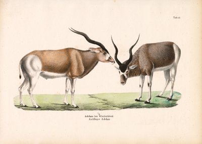 Addax Antelope in Winter Coat by Conrad Kull