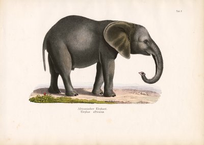 African Elephant by Conrad Kull