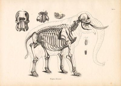 African Elephant Skeletal Anatomy by Conrad Kull