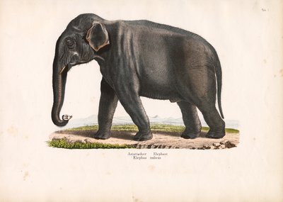 Asian Elephant by Conrad Kull