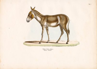 Asian Wild Ass or Kulan by Conrad Kull