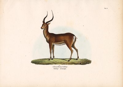 Black-footed Antelope by Conrad Kull
