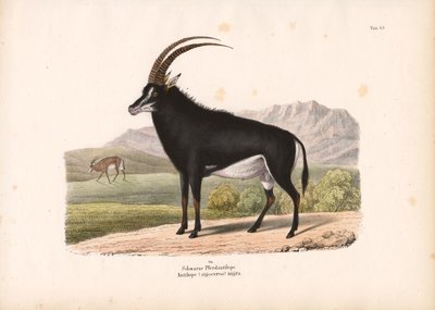 Black Horse Antelope by Conrad Kull