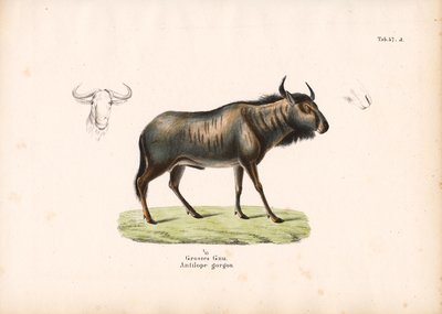 Blue Wildebeest with Head Details by Conrad Kull