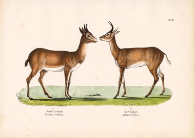 Bohor Reedbuck and Common Reedbuck by Conrad Kull