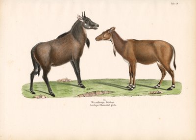 Bontebok or Blesbok by Conrad Kull