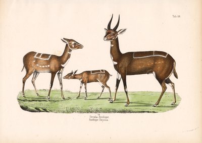 Bushbuck with Young by Conrad Kull