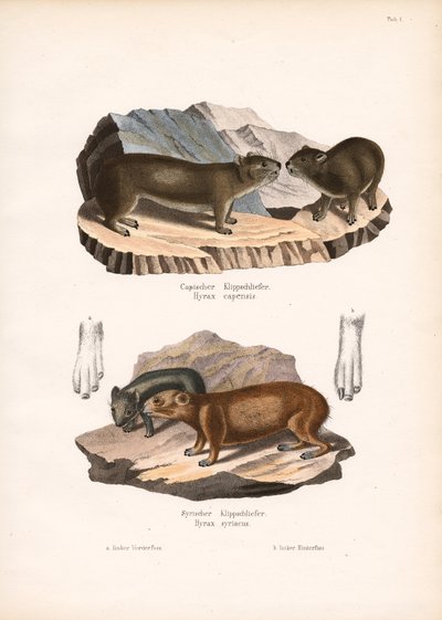 Cape and Syrian Rock Hyraxes by Conrad Kull