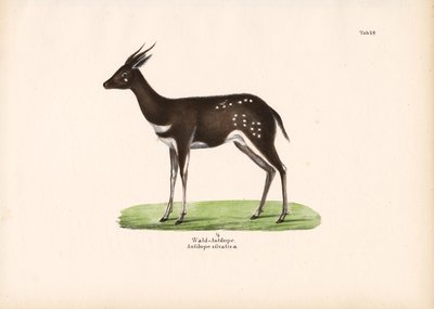 Forest Antelope by Conrad Kull