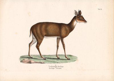 Four-horned Antelope by Conrad Kull
