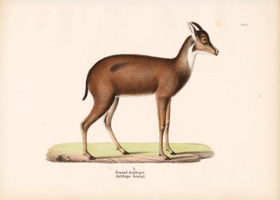 Goral Antelope in Profile by Conrad Kull