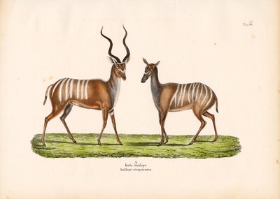 Greater Kudu in Male and Female Form by Conrad Kull