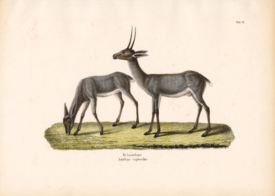 Grey Rhebok by Conrad Kull