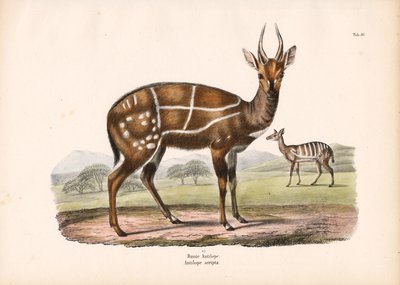 Harnessed Antelope with Young by Conrad Kull