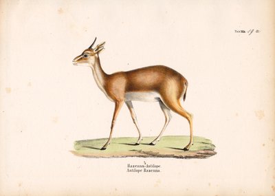 Hazenna Antelope in Profile by Conrad Kull