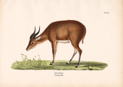Kob Antelope by Conrad Kull