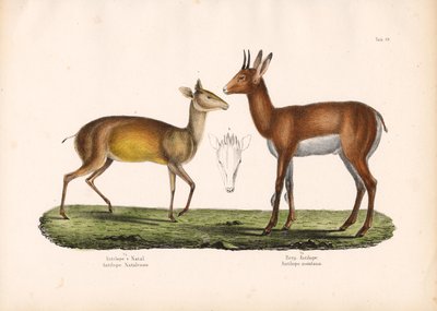 Natal Antelope and Mountain Antelope by Conrad Kull