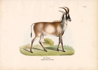 Roan Antelope by Conrad Kull