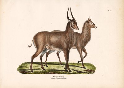 Senegal Antelope by Conrad Kull