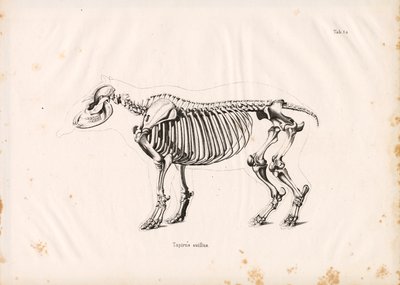 Skeleton of the Lowland Tapir by Conrad Kull