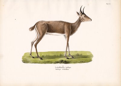 Steenbok by Conrad Kull