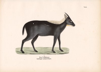 The Sumatran Serow by Conrad Kull
