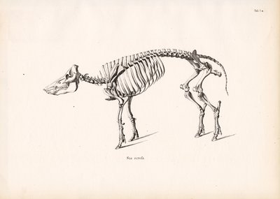 Wild Boar Skeleton by Conrad Kull