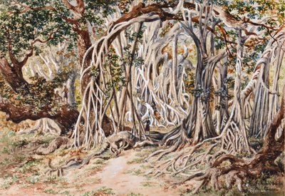 Study of Baka Delo Tree, Anie Bay, Nananu, Fiji by Constance Frederica Gordon Cumming